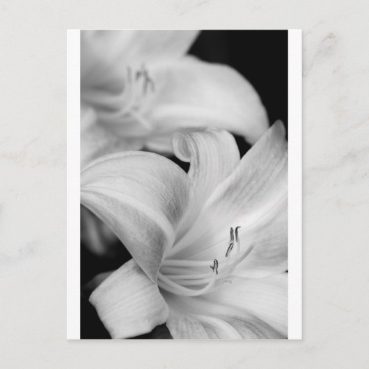 花 ポストカード (正面)