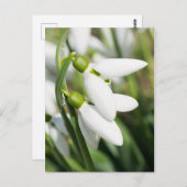 花 ポストカード (正面/裏面)