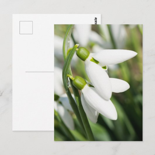 花 ポストカード (正面/裏面)