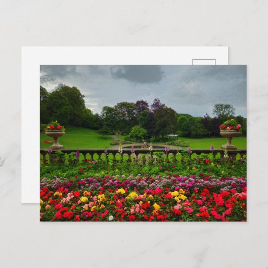 花 ポストカード (正面/裏面)