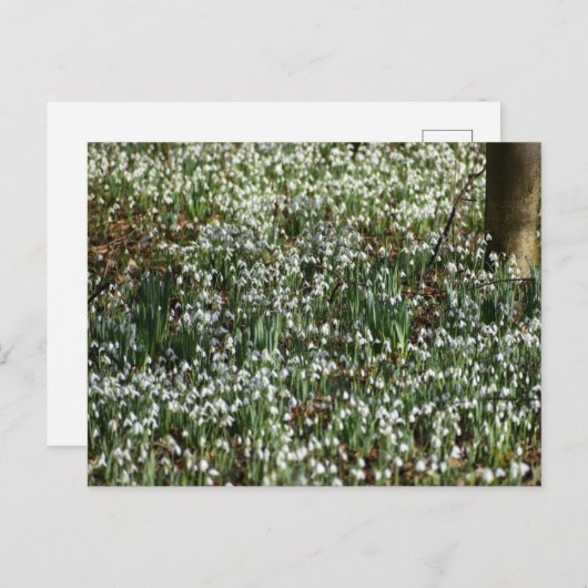 花 ポストカード (正面/裏面)