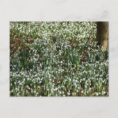 花 ポストカード (正面)