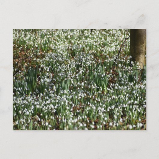 花 ポストカード (正面)