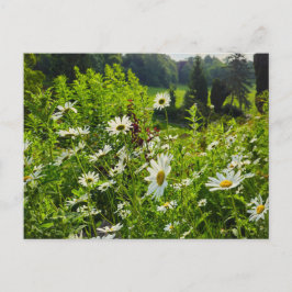 花 ポストカード