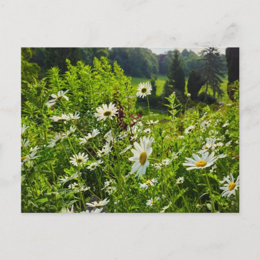 花 ポストカード (正面)