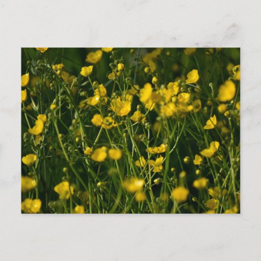 花 ポストカード (正面)