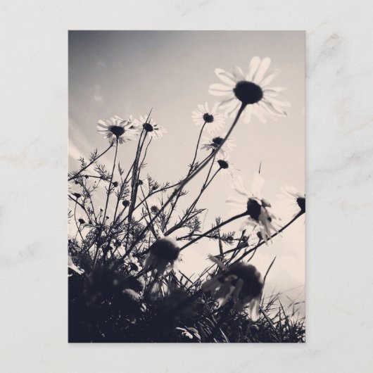 花 ポストカード (正面)
