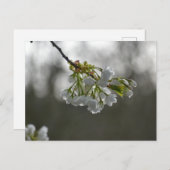 花 ポストカード (正面/裏面)