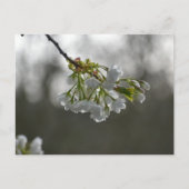 花 ポストカード (正面)