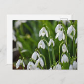 花 ポストカード (正面/裏面)