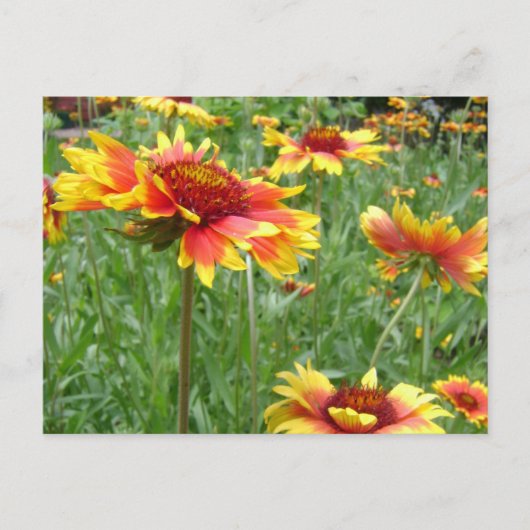花 ポストカード (正面)