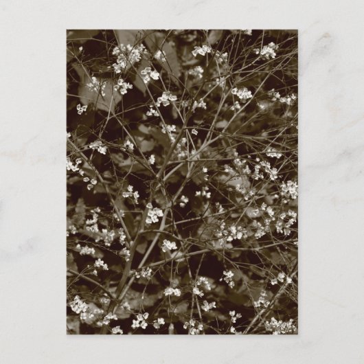 花 ポストカード (正面)