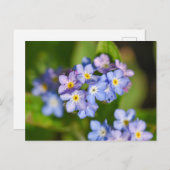 花 ポストカード (正面/裏面)