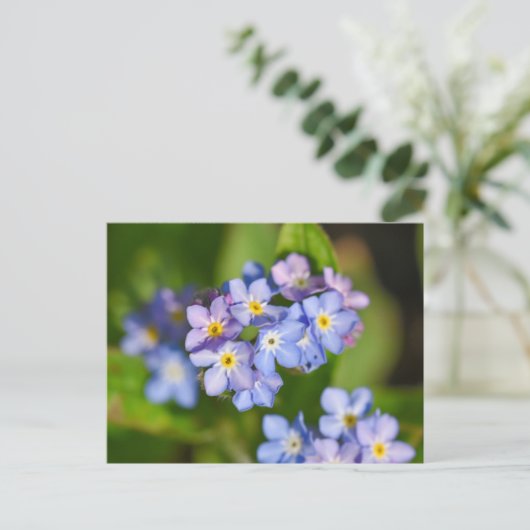 花 ポストカード (スタンド正面)