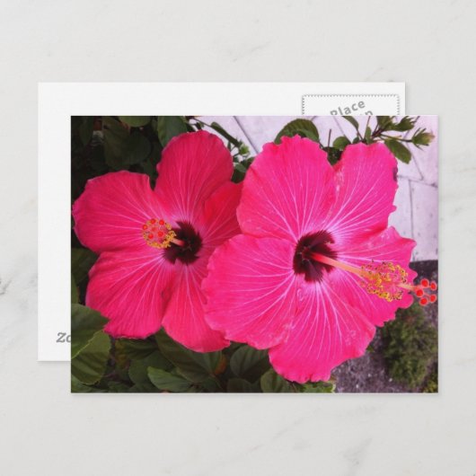 花 ポストカード (正面/裏面)