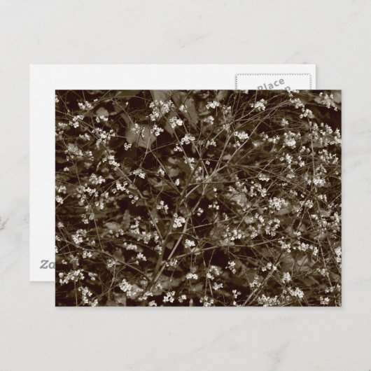 花 ポストカード (正面/裏面)