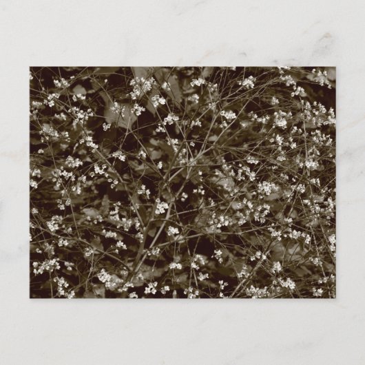 花 ポストカード (正面)