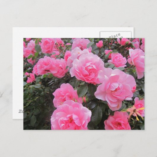 花 ポストカード (正面/裏面)