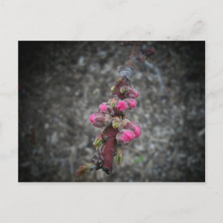 花 ポストカード