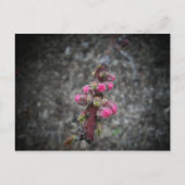 花 ポストカード (正面)