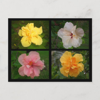 花 ポストカード