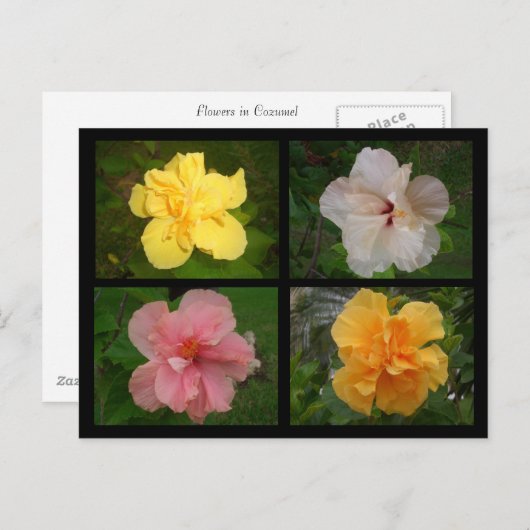 花 ポストカード (正面/裏面)