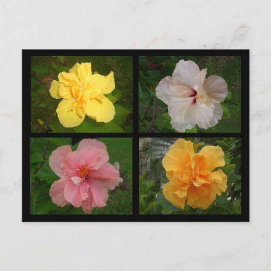 花 ポストカード (正面)