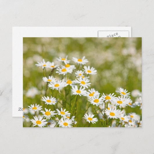 花 ポストカード (正面/裏面)