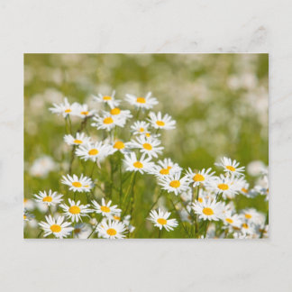 花 ポストカード