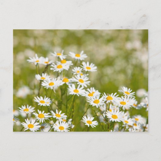 花 ポストカード (正面)