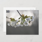 花 ポストカード (正面/裏面)