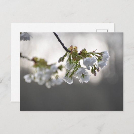 花 ポストカード (正面/裏面)