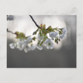 花 ポストカード (正面)