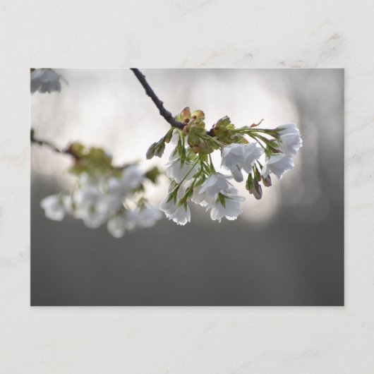 花 ポストカード (正面)