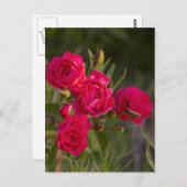 花 ポストカード (正面/裏面)