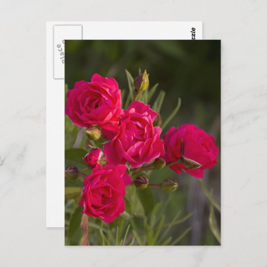 花 ポストカード (正面/裏面)