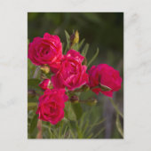 花 ポストカード (正面)