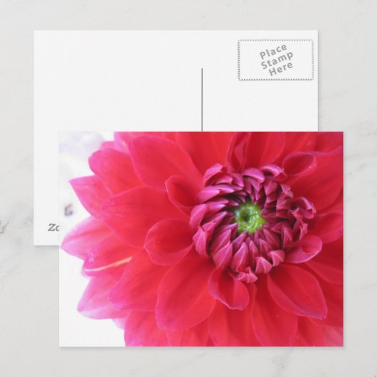 花 ポストカード (正面/裏面)