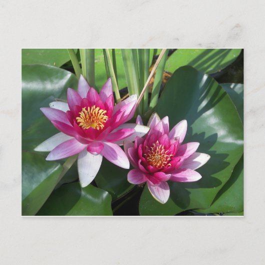 花 ポストカード (正面)