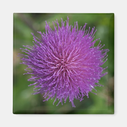 花 マグネット (正面)