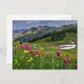 花 |ワイルドフラワーズドゥランゴ(コロラド州) ポストカード (正面/裏面)