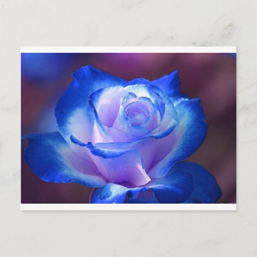 花 咲く 蔓 薔薇の花びら 花 青い 愛 ポストカード (正面)