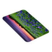 花 |夕日のブルーボンネットテキサス州 マグネット (右側)