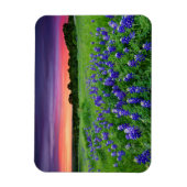 花 |夕日のブルーボンネットテキサス州 マグネット (縦)