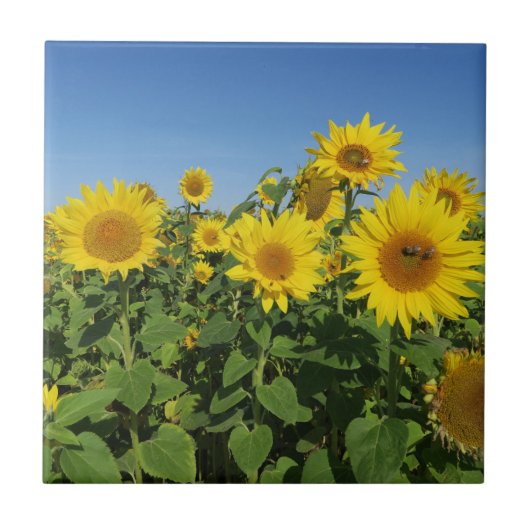 花,太陽,植物,自然,夏,フローラ タイル (正面)