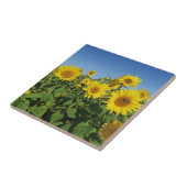 花,太陽,植物,自然,夏,フローラ タイル (側面)