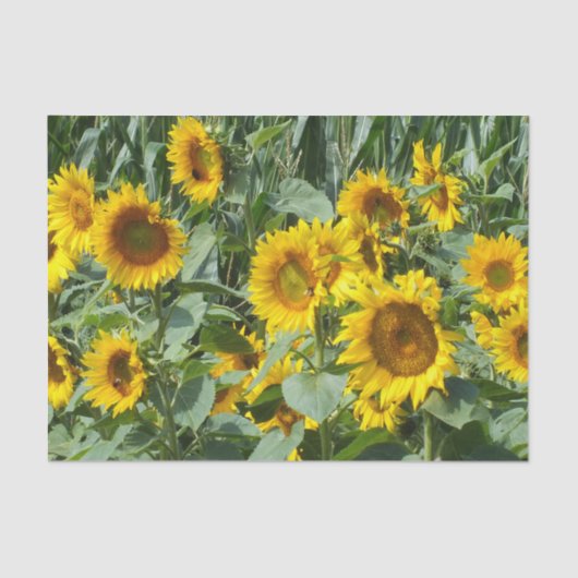 花，太陽，植物，自然，夏，フローラ 薄葉紙 (正面)