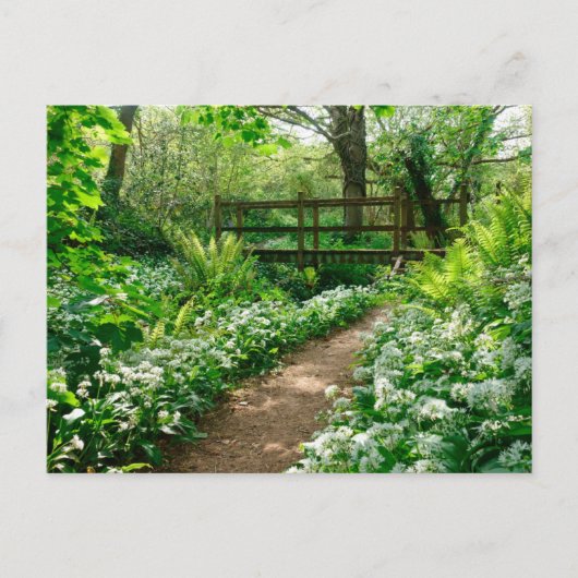 花 |森の白い野草 ポストカード (正面)