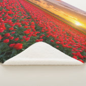 花 |植物園オランダ シェルパブランケット (3/4)