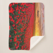 花 |植物園オランダ シェルパブランケット (正面)